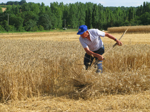 St.Martin des Fountains, Reaping the wheat by hand.