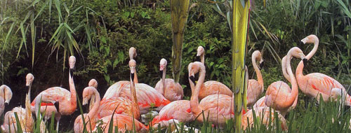 Flamingos at Les sables-d'Olonne Zoo